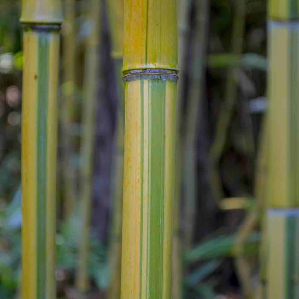 closeup of Phyllostachys aureosulcata spectabilis