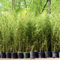 6'-10' Feet Tall Bamboo (5 Gallon)