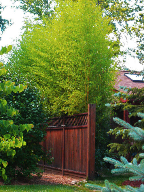 Spectabilis growing behind fence