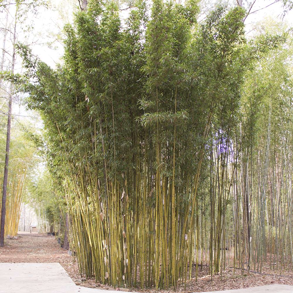 Temple bamboo planted at our nursery. Tall. Dense foliage on top 3rd of canes. slender canes. 