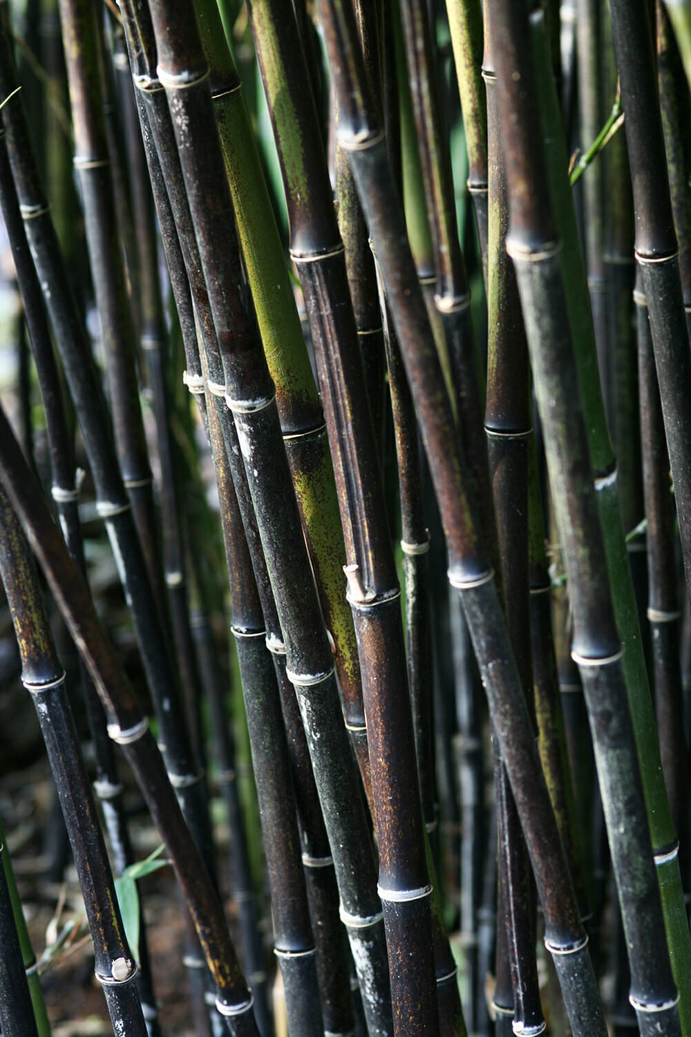 Thick Black Bamboo Culms Phyllostachys nigra