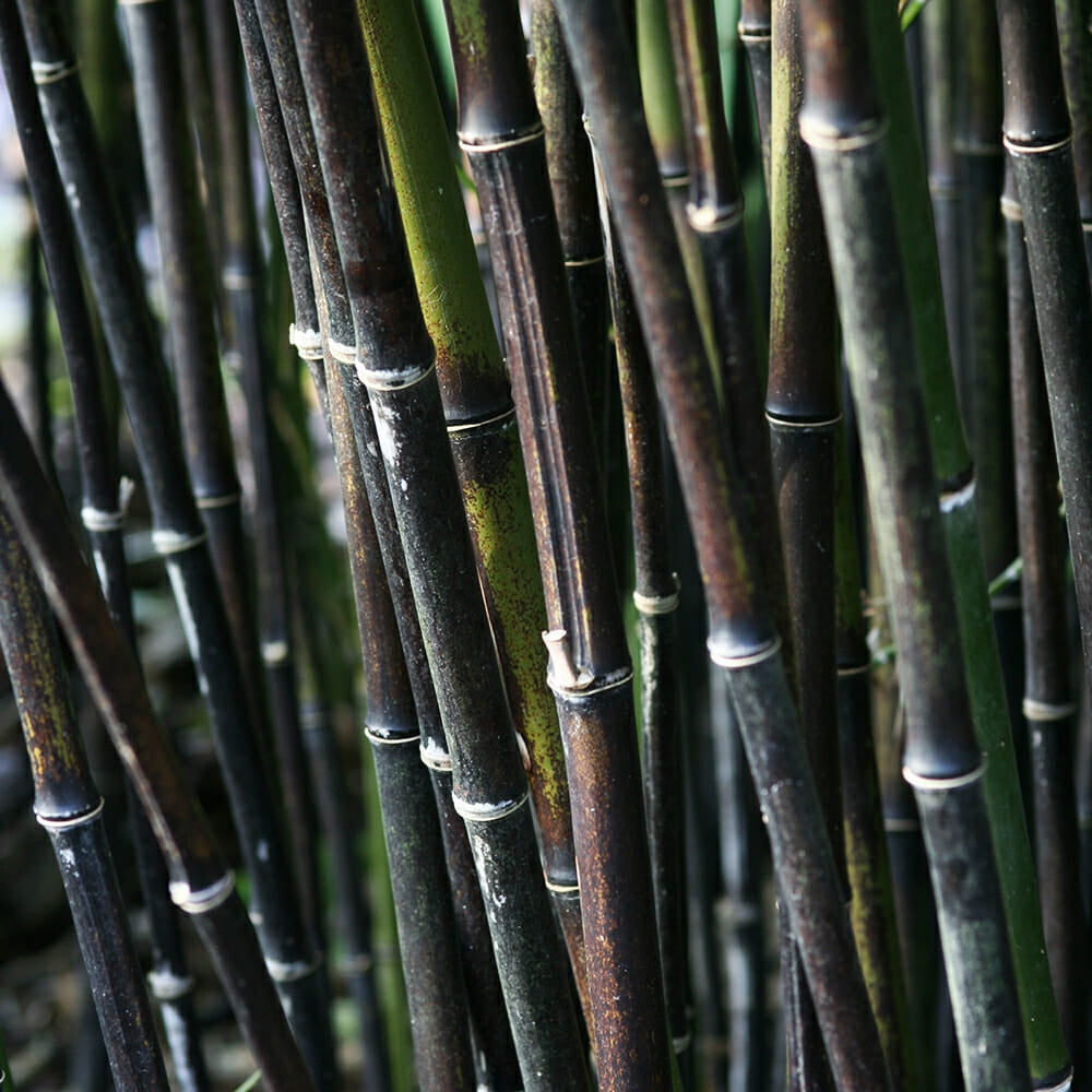 Thick Black Bamboo Culms Phyllostachys nigra