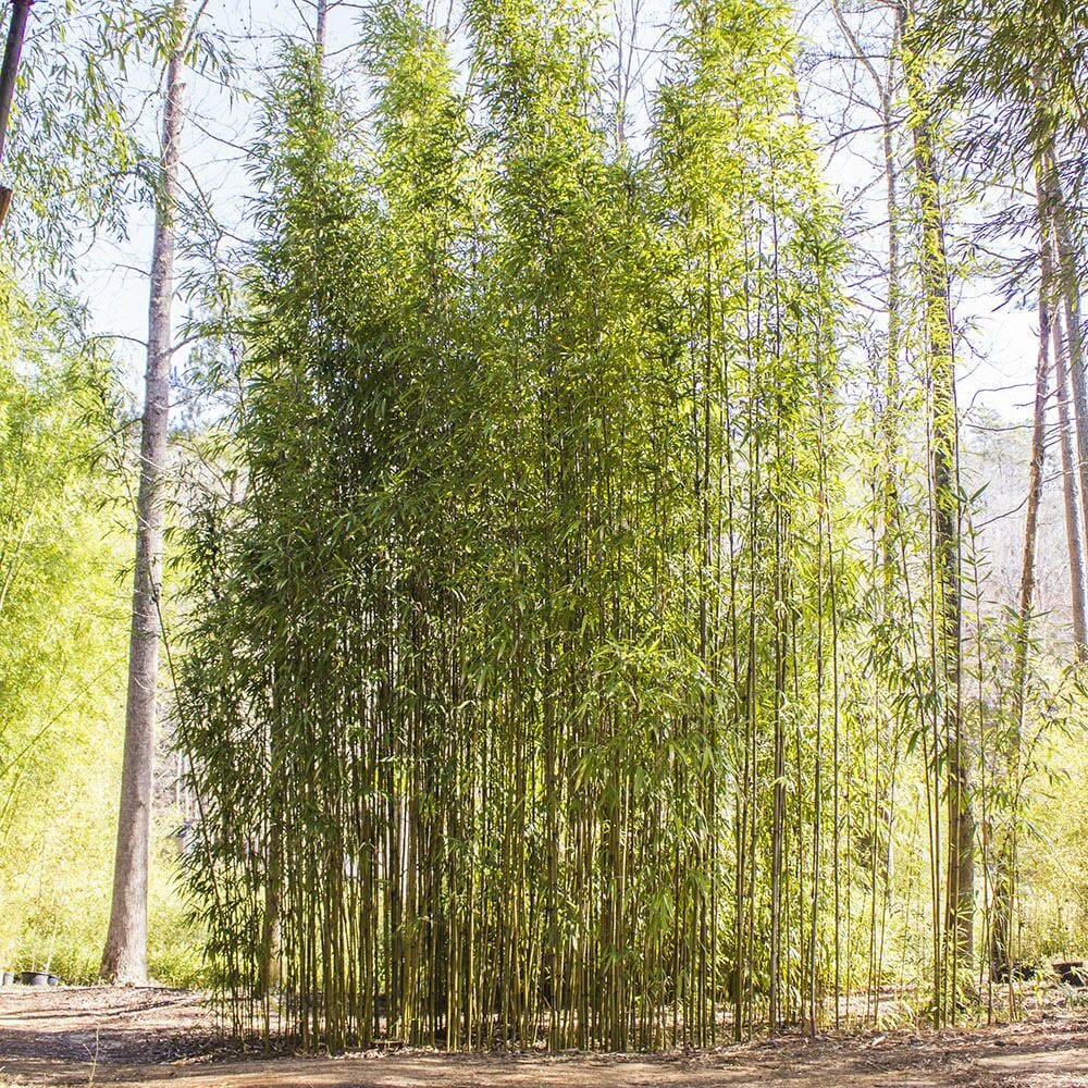 Tall groove of Tonkin bamboo. dense foliage top half  of bamboo. 