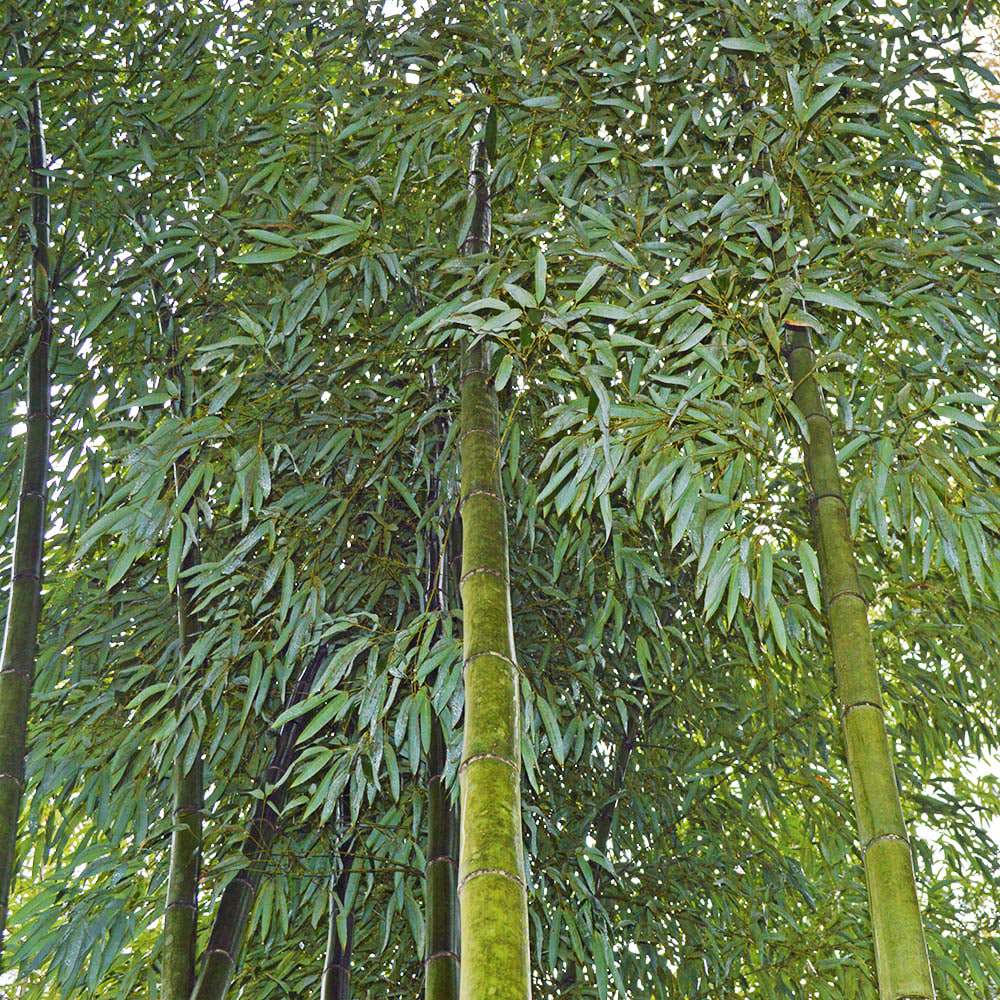 Vivax bamboo picture