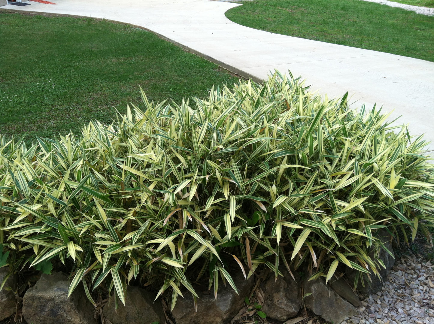 Short statue, shrub-like bamboo. Foliage is a vibrant green with light yellow variegation. Bamboo used for landscape in yard next to sidewalk