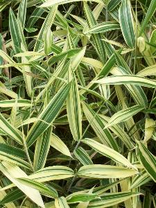 Upclose image of leaves. green and light yellow variegation.  