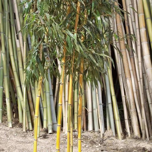 topped allgold bamboo. bright yellow canes with alternating green stripes. dark green foliage.