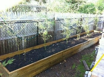 Bissetti bamboo in raised bed