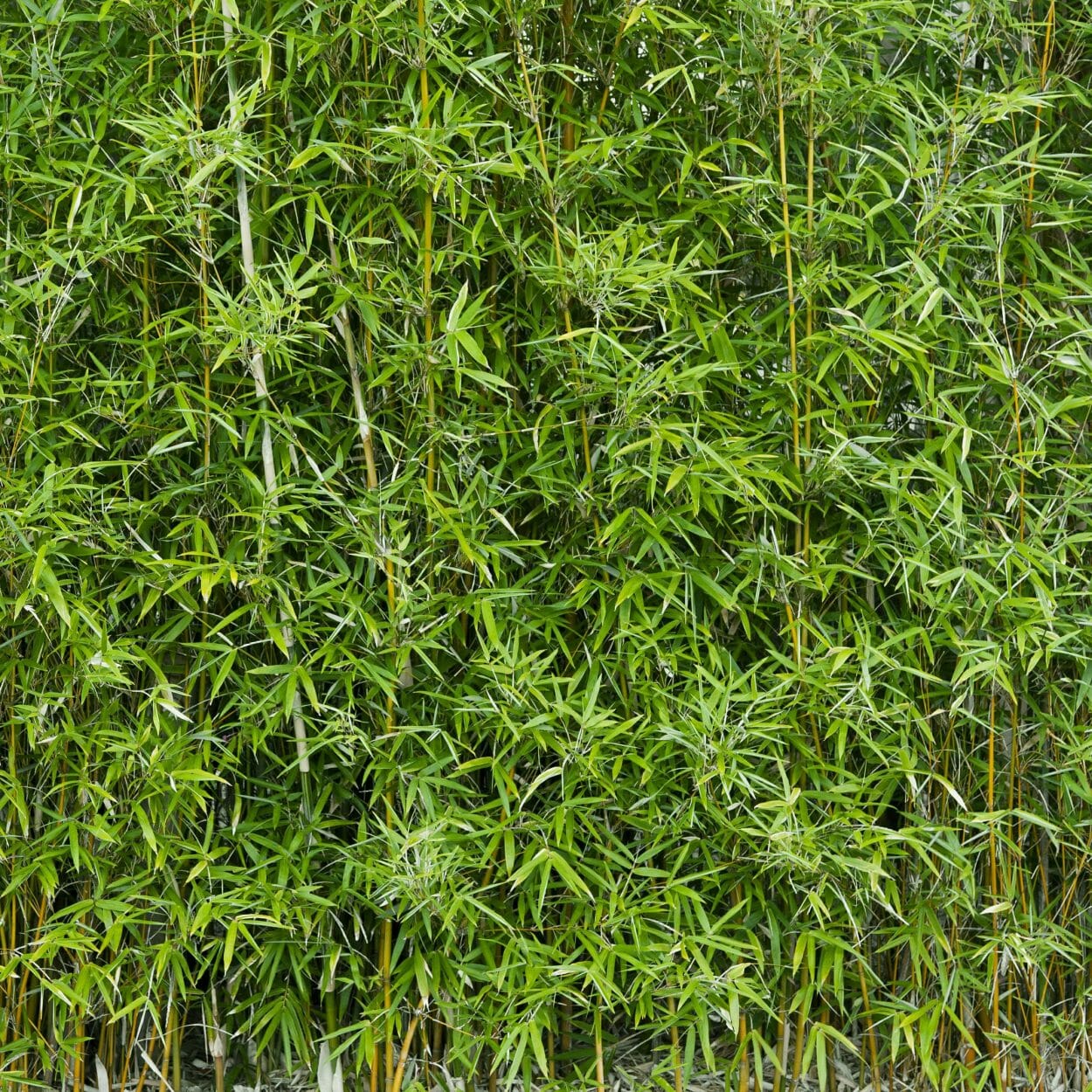 Funghomii Bamboo Closeup, slender canes, dense foliage, screen 