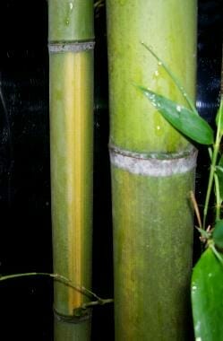 closeup of houzeau bamboo cane