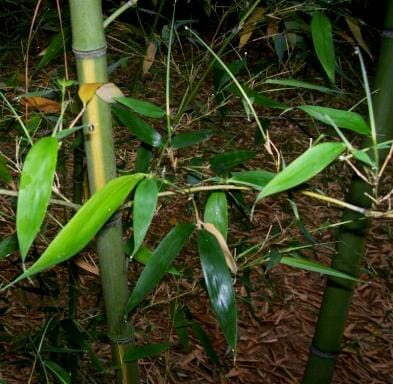 green cane bamboo with yellow sulcus groove
