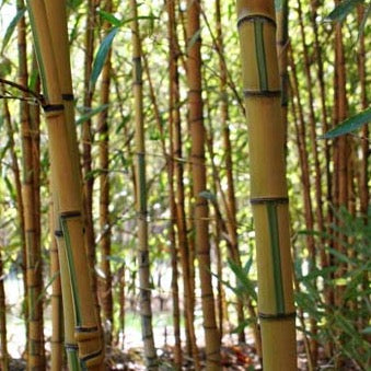 Aurea koi dense grove picture. yellow canes with green variegation.