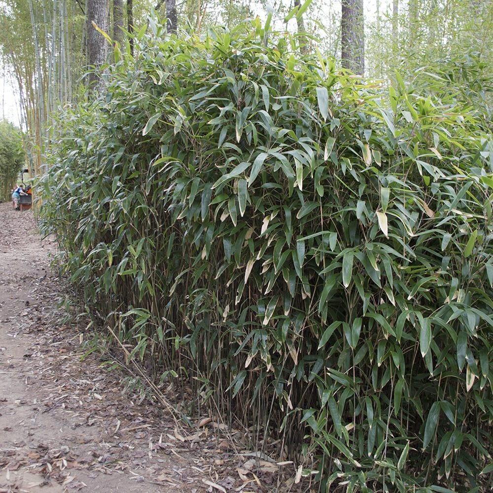 Latifolius grove.  dense, short screen. long narrow foliage. slender canes. 
