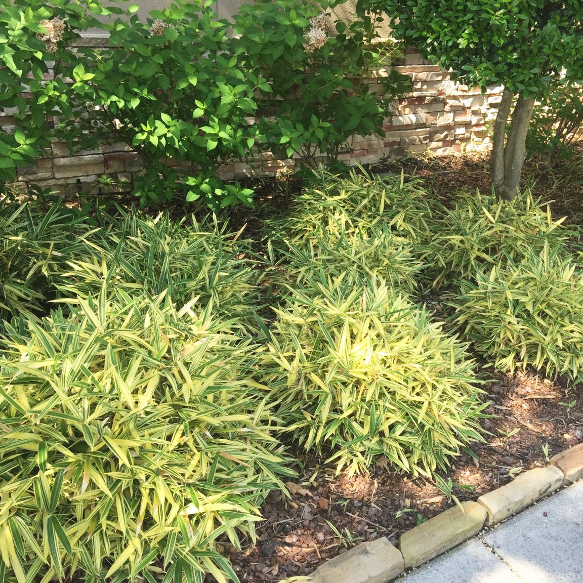 Short statue, shrub-like bamboo. Foliage is a vibrant green with light yellow variegation. Bamboo planted next to sidewalk.