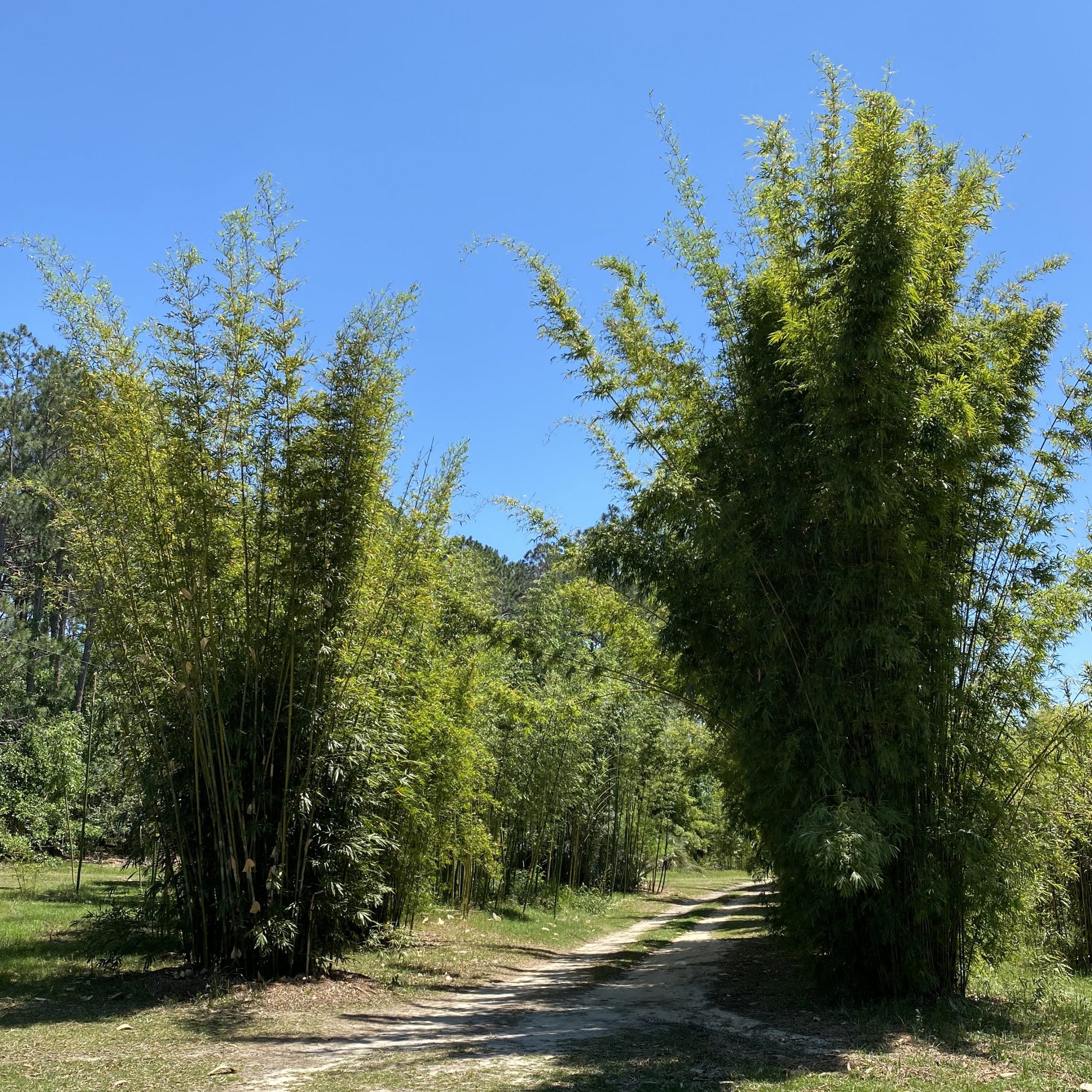 Roadside planting