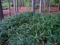 Tsuboiana grove on Lewis Bamboo property
