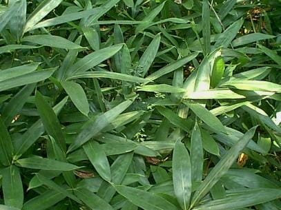 Closeup of Tsuboiana's large foliage